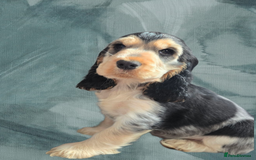 Cocker Spaniel dogs for sale: Ready now Full Show Kc Registered - Image 2