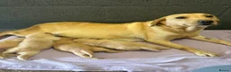 Labrador Retriever dogs for sale: Labrador Puppies  - Advert 3
