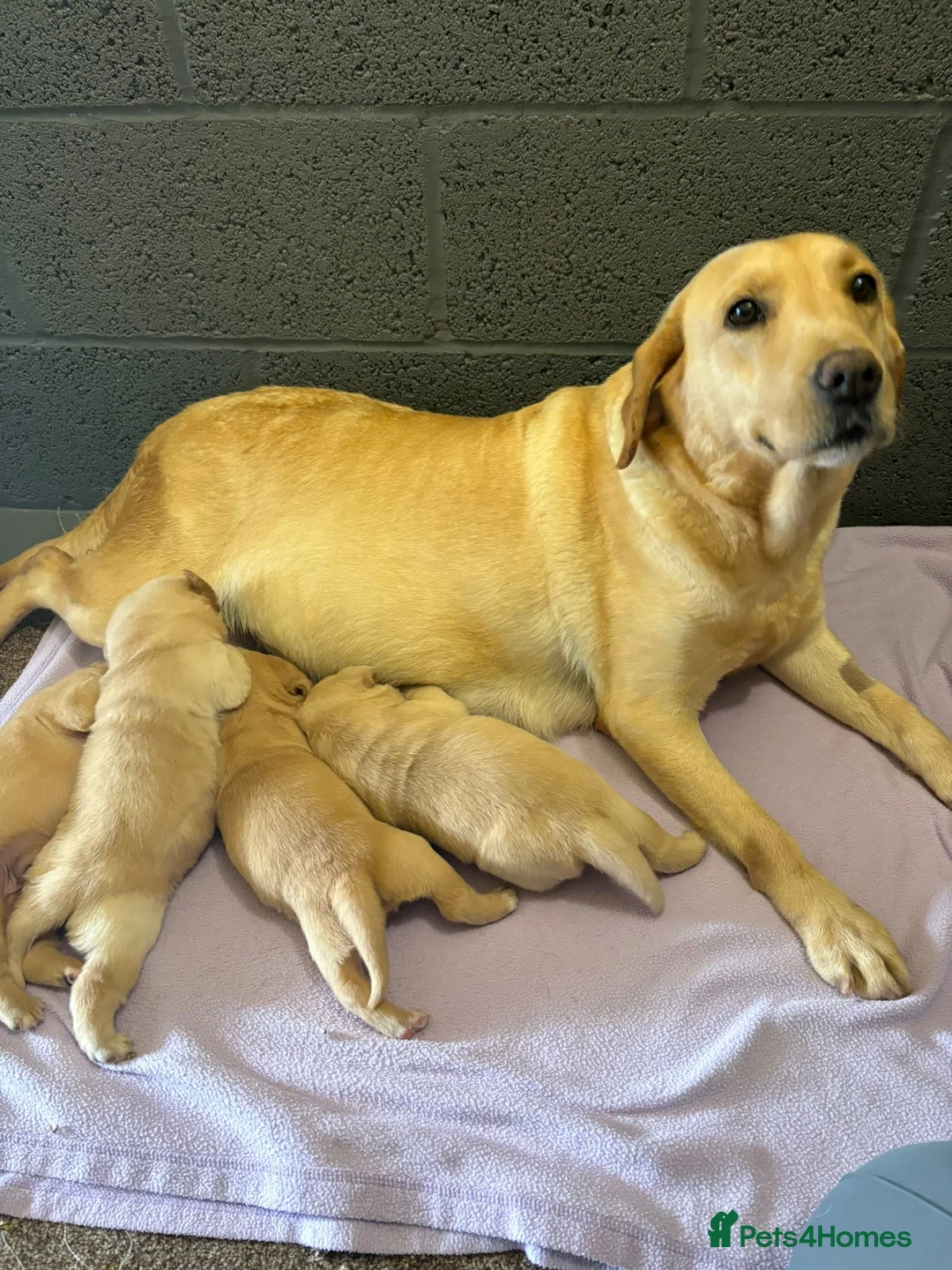 Labrador Retriever dogs for sale: Labrador Puppies  - Advert 3