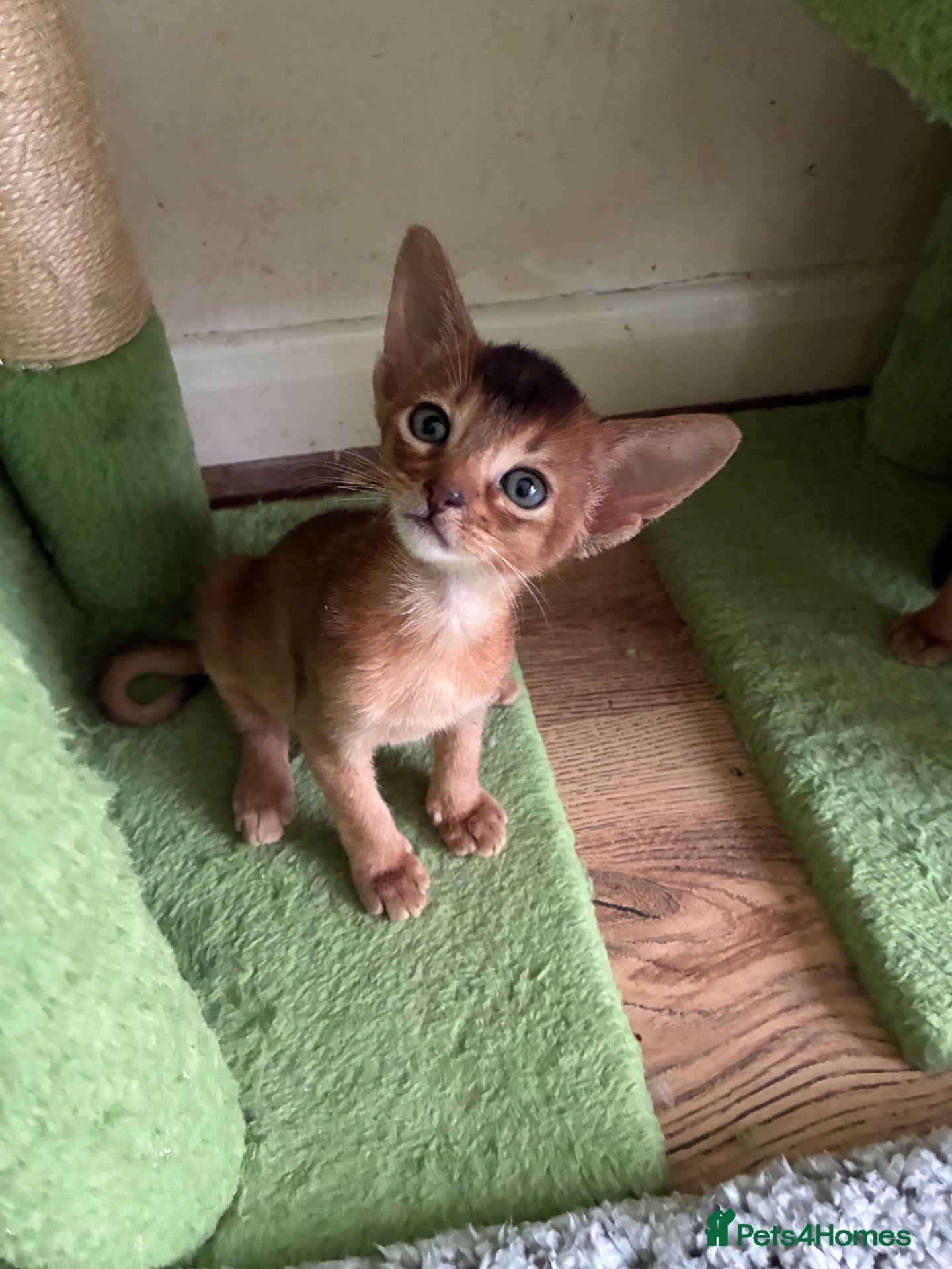 Abyssinian cats for sale: TICA 5* Pedigree Abyssinians  - Advert 2