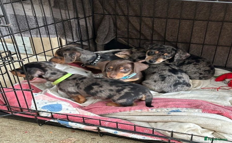 Miniature Dachshund dogs - Advert 2