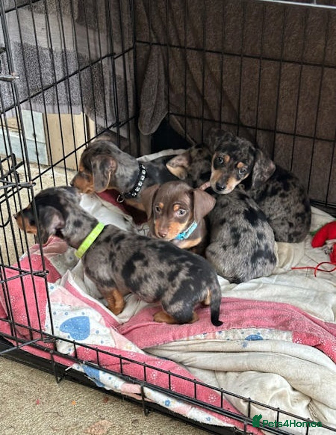 Miniature Dachshund dogs for sale: Healthy dapple smoothaired Dachshund mini pups - Image 1