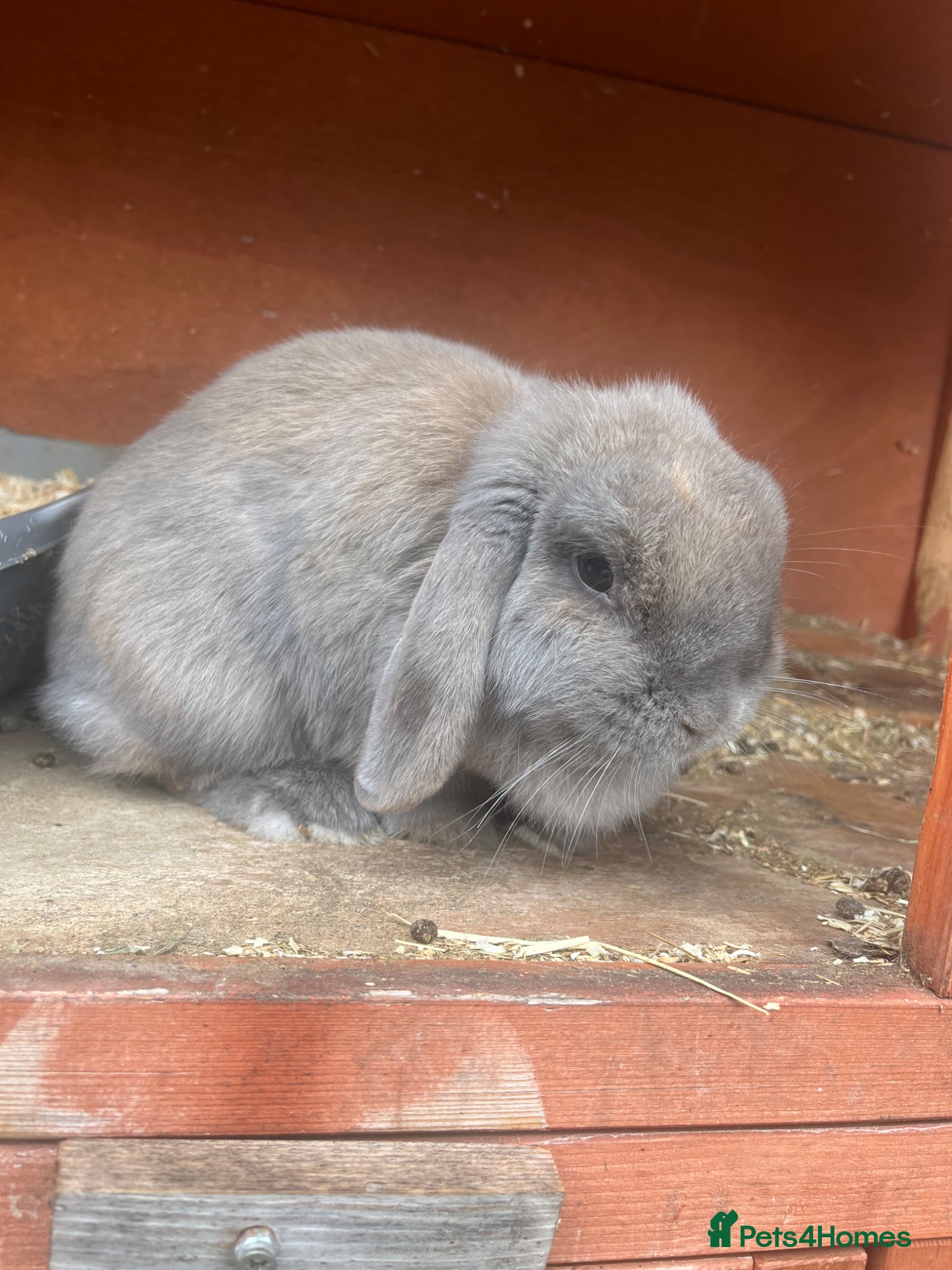 Mini Lop rabbits Female mini lop bunny  - Advert 16
