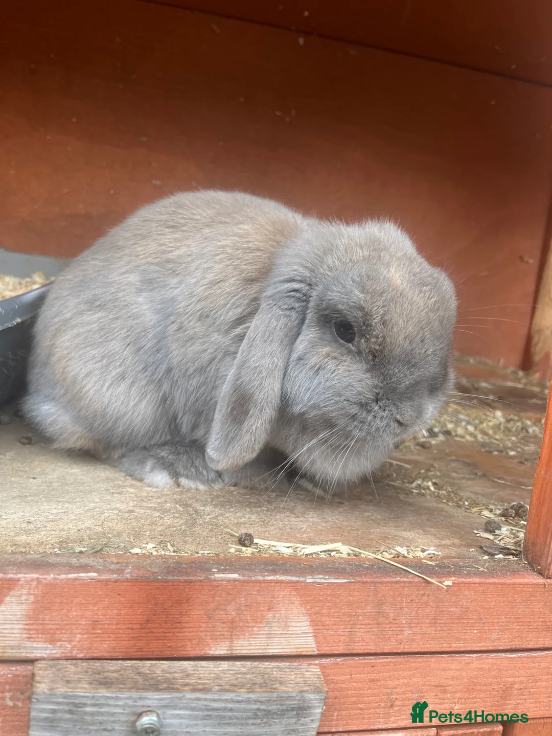 Mini Lop rabbits for sale: Baby mini lop and adult mini lop  - Advert 2