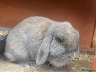 Mini Lop rabbits Female mini lop bunny - Advert 16