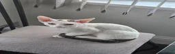 Devon Rex cats for sale: Darling Devons  in Waltham Cross - Advert 6