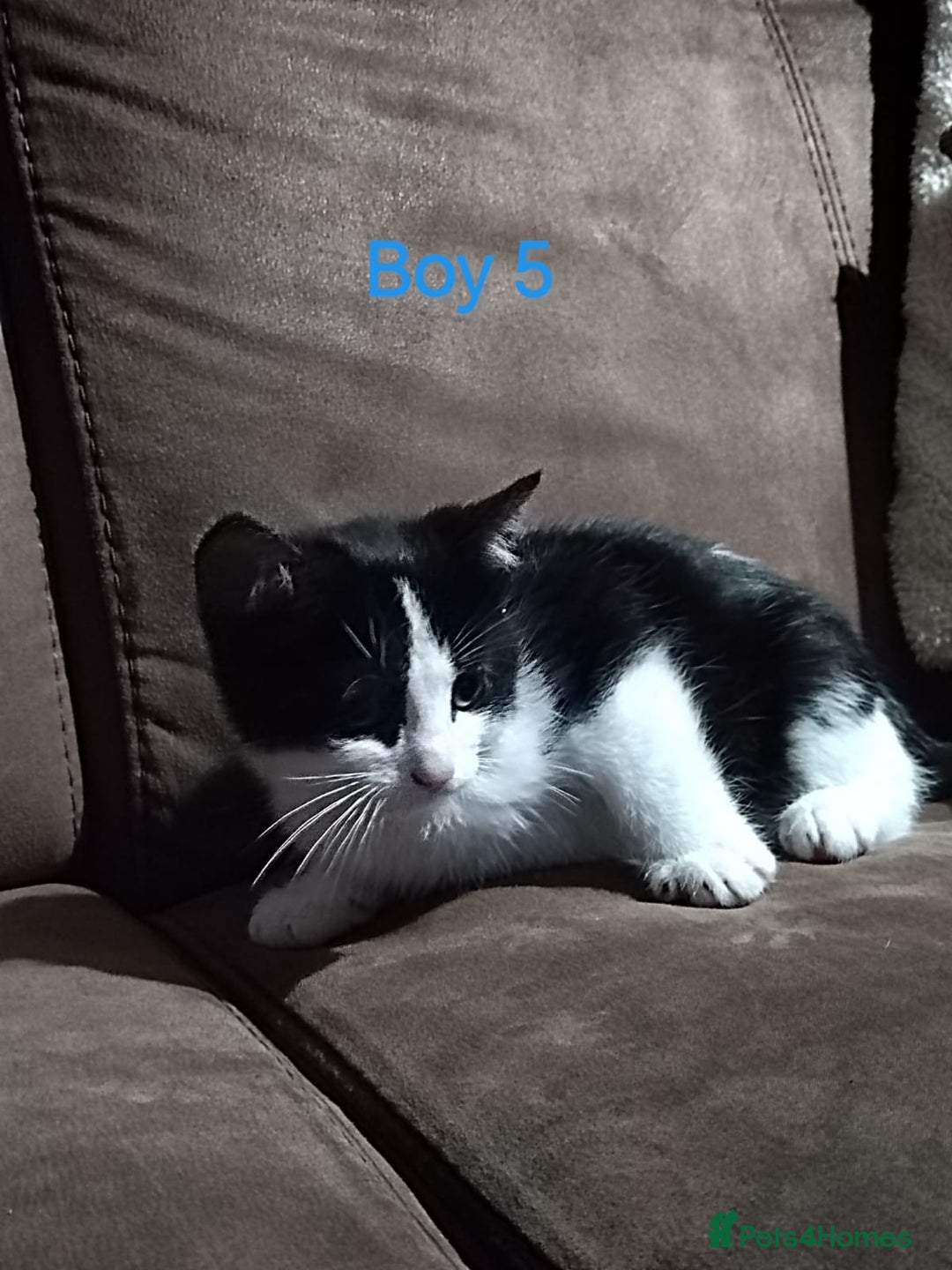 Mixed Breed cats for sale: 🩵kittens 🩵 - Image 11