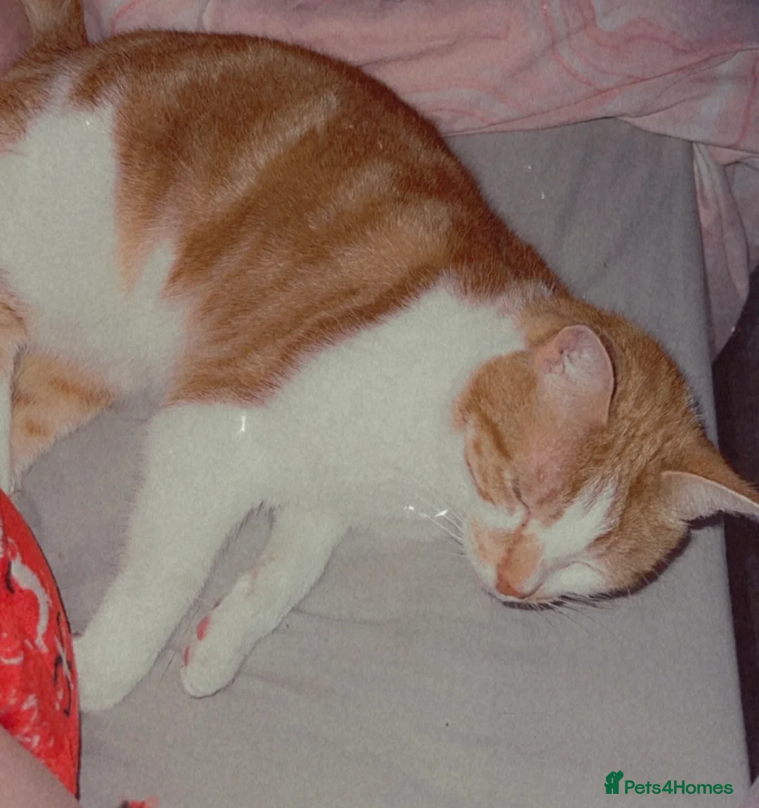 Domestic Shorthair cats for sale: 7 year old boy. - Advert 5