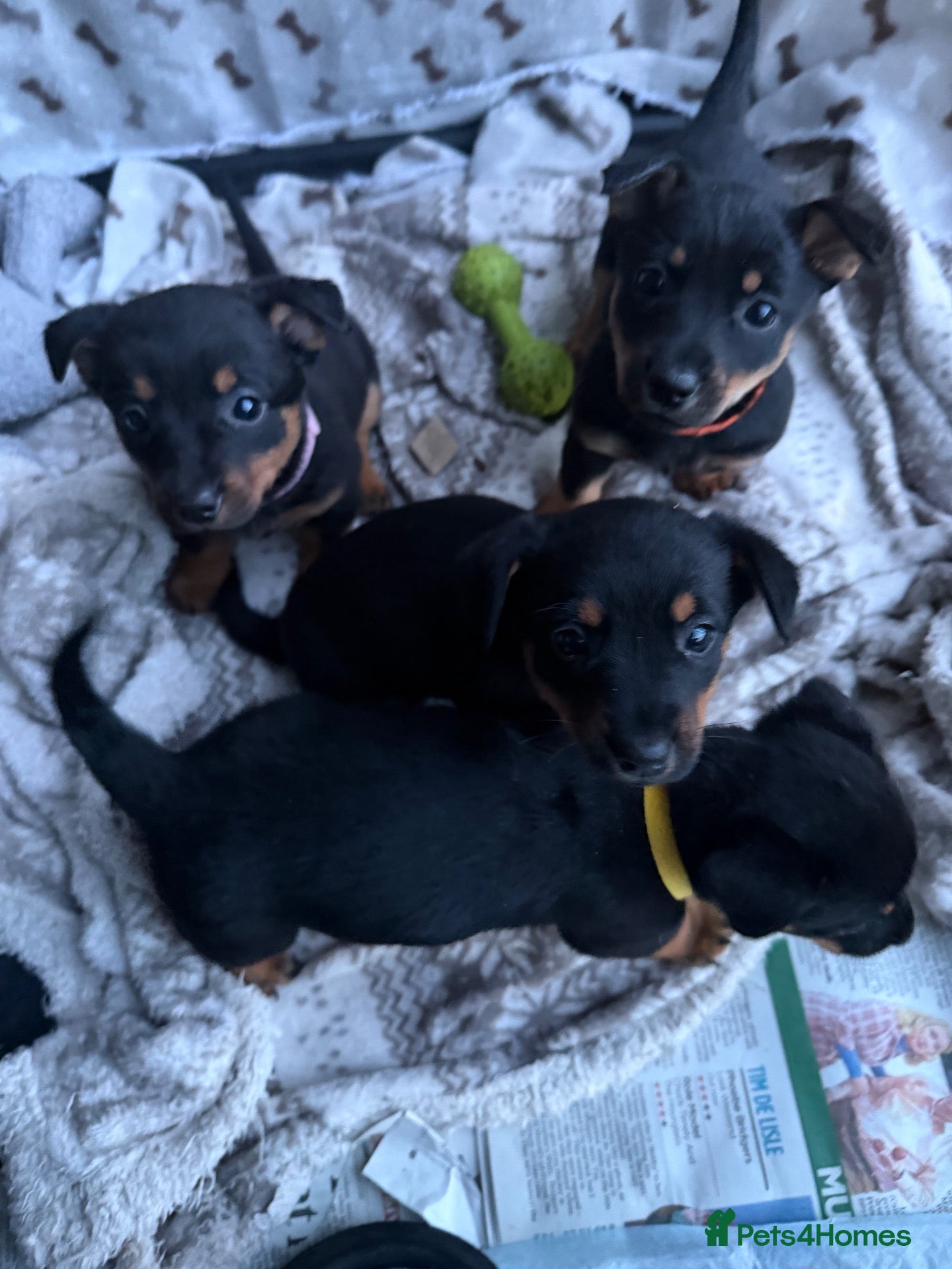 Lancashire Heeler dogs KC Lancashire Heeler Puppy’s  - Advert 1