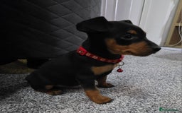 Miniature Pinscher dogs for sale: Beautiful miniature pinscher puppies  - Image 5