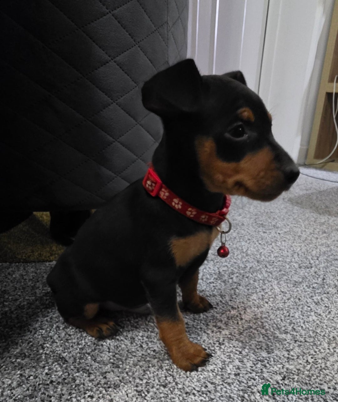 Miniature Pinscher dogs for sale: Beautiful miniature pinscher puppies  - Image 5