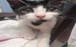 Domestic Shorthair cats for sale: Four 11 week old kittens - Image 1