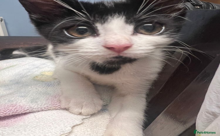 Domestic Shorthair cats - Advert 2
