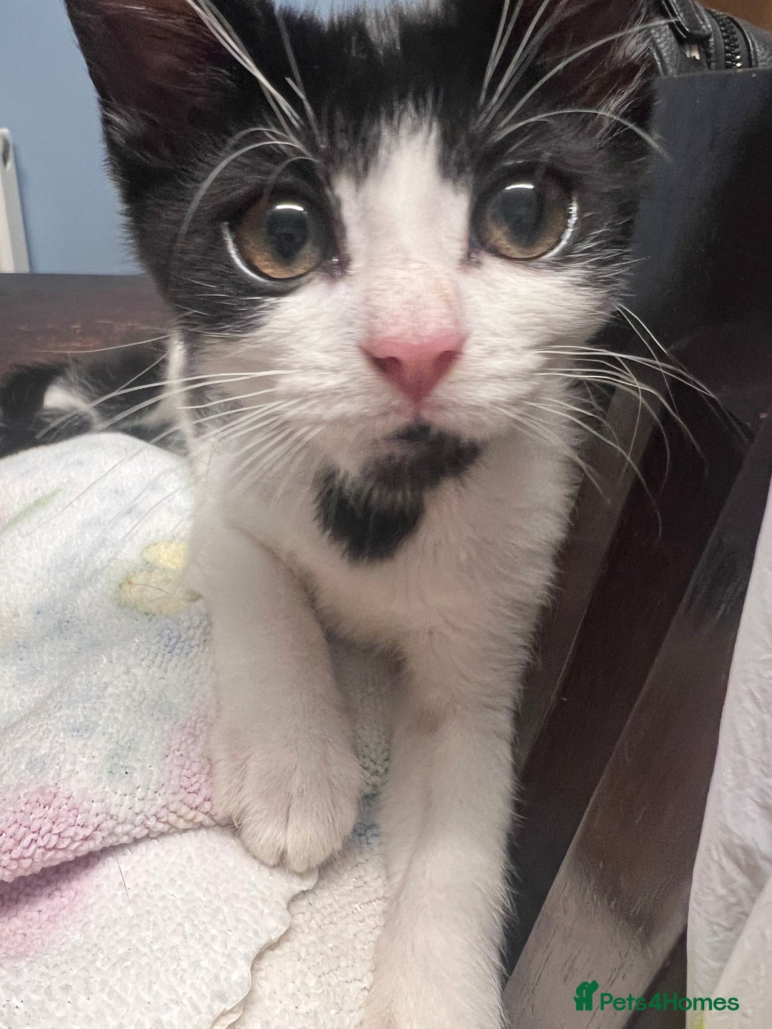 Domestic Shorthair cats for sale: Four 11 week old kittens - Image 1