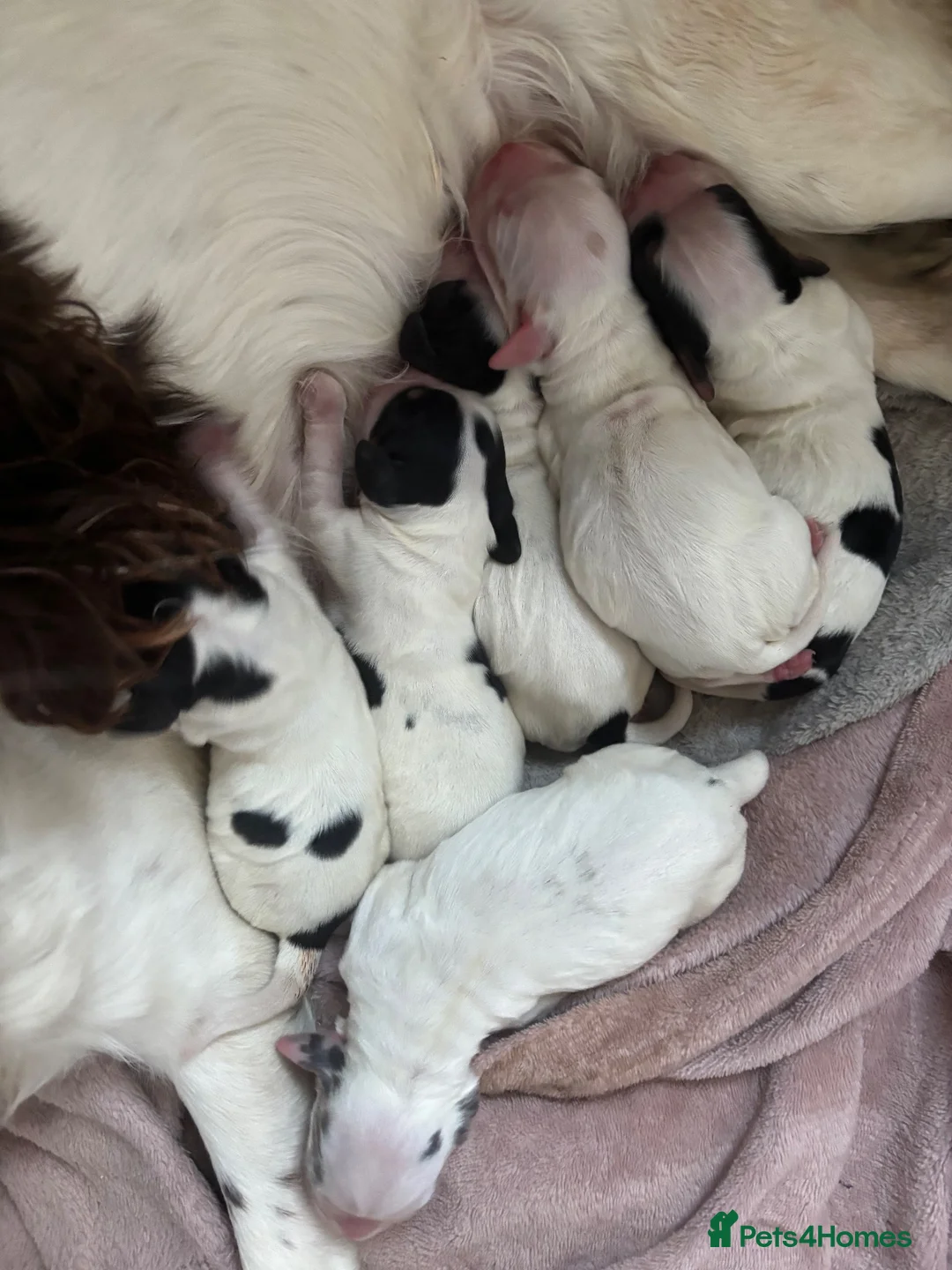Sprocker dogs for sale: 6  beautiful sprocker cross puppy’s for sale - Advert 17