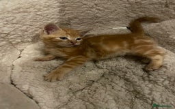 Mixed Breed cats for sale: Kittens for sale - Image 4