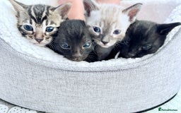 Bengal cats for sale: 4 Rare Tica Registered Bengal Kittens - Image 1