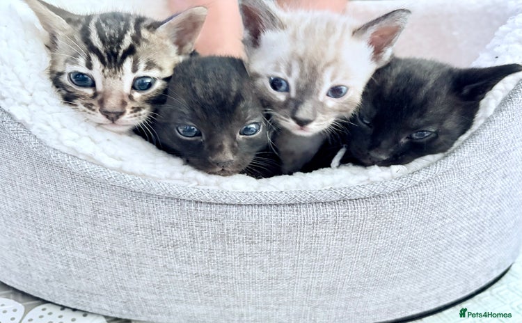 Bengal cats - Advert 11