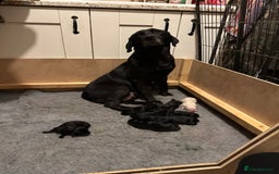 Labrador Retriever dogs for sale: Labrador Retriever  - Image 1