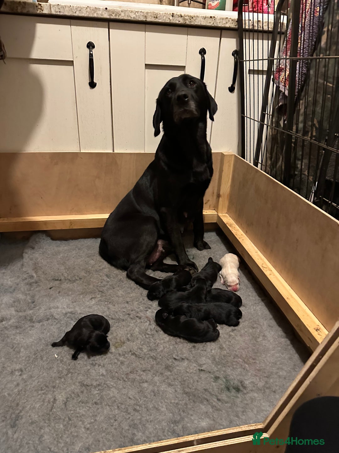 Labrador Retriever dogs for sale: Labrador Retriever  - Image 1