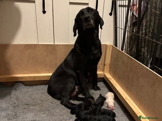 Labrador Retriever dogs - Advert 29
