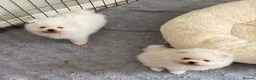 Pomeranian dogs for sale: Snow White Pomeranian Puppies  - Advert 9