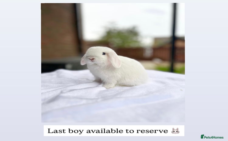 Mini Lop rabbits - Advert 7