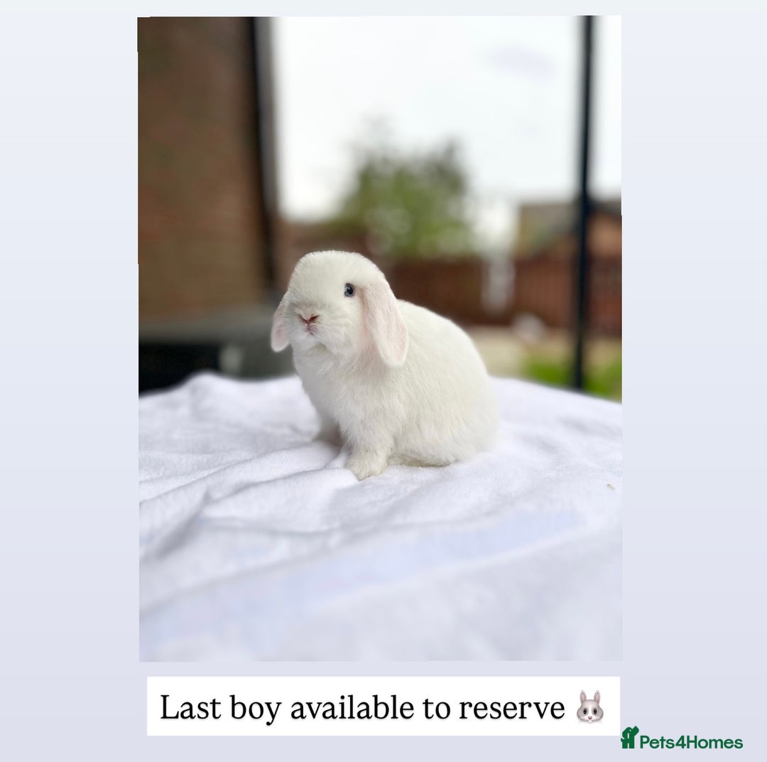 Mini Lop rabbits for sale: Mini Lops Available to Reserve 🐰 last buck  - Image 1