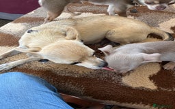 Chihuahua dogs for sale: Chihuahua boy - Image 3