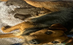 Patterdale Terrier dogs for sale: Beautiful Patterdale pups - Image 1