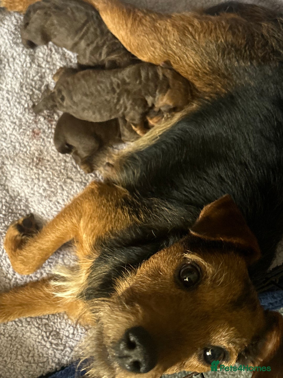 Patterdale Terrier dogs for sale: Beautiful Patterdale pups - Image 1