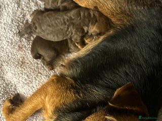 Patterdale Terrier dogs - Advert 4