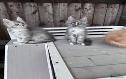 Maine Coon cats for sale: 🌟🌟Beautiful Maine Coon kittens 🌟🌟 - Image 18