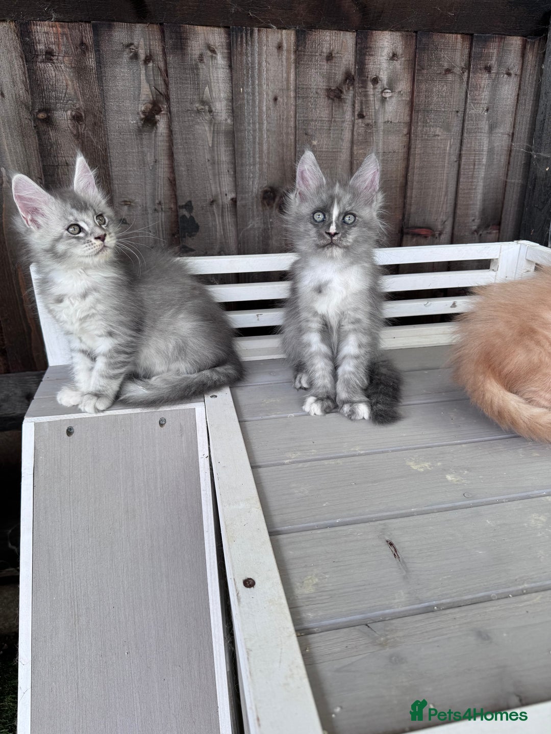 Maine Coon cats for sale: 🌟🌟Beautiful Maine Coon kittens 🌟🌟 - Image 18