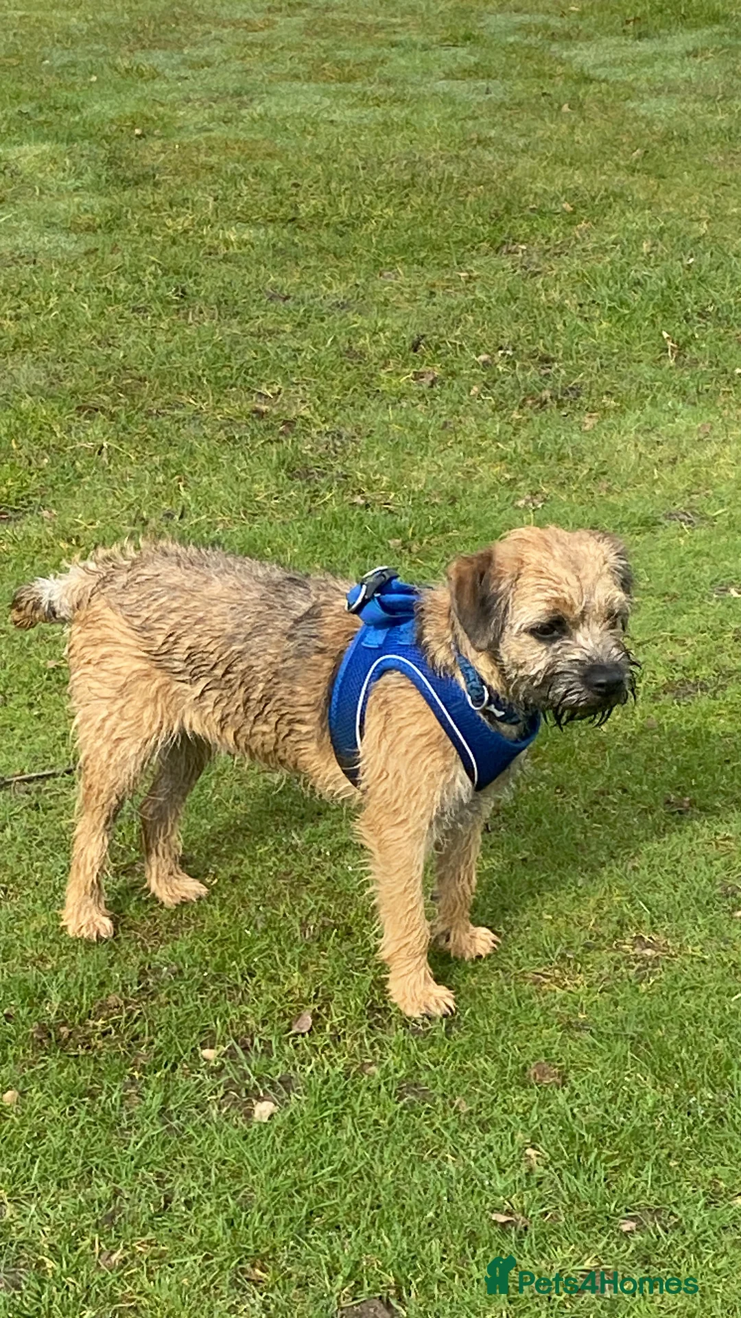 Border Terrier dogs for stud: 3yr old border fantastic temperament  in Bolton - Advert 4