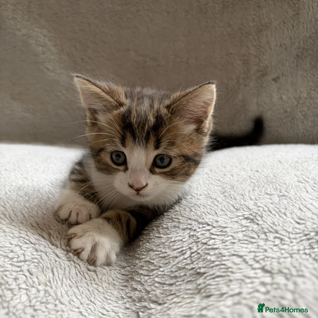 Mixed Breed cats for sale: Adorable Kittens Looking for Their Forever Home - Advert 2