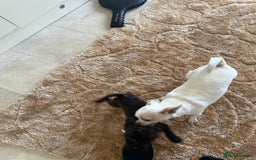Mixed Breed dogs for sale: Chihuahua x Jack Russell - Image 11
