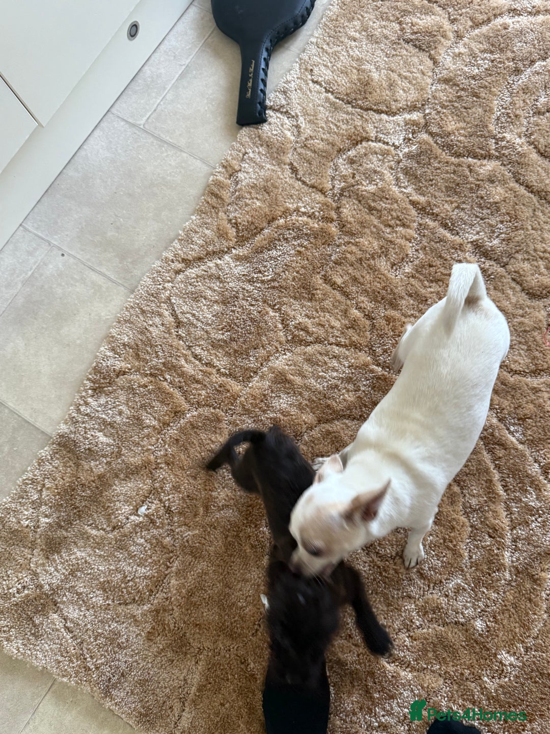Mixed Breed dogs for sale: Chihuahua x Jack Russell - Image 11