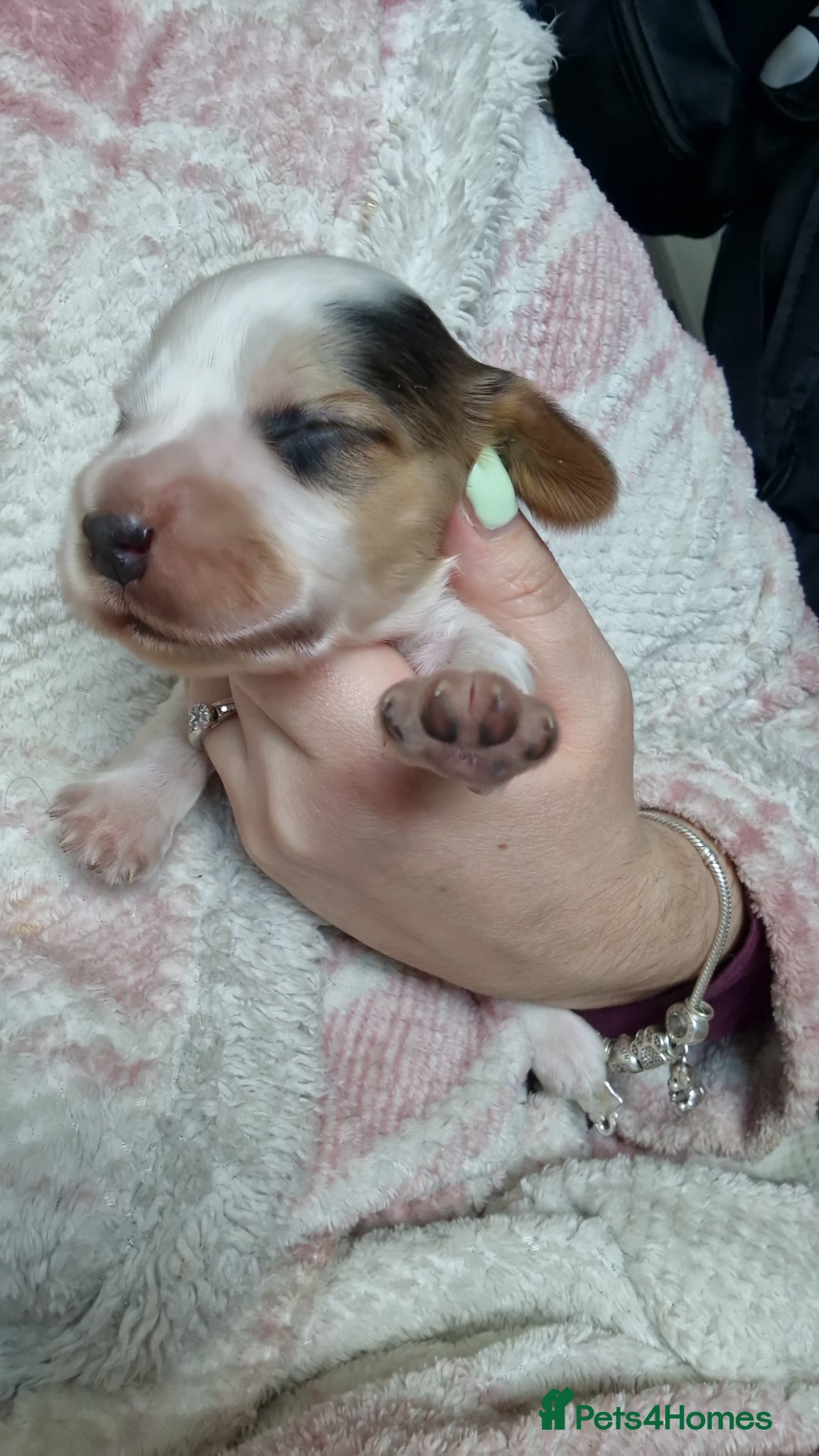 Cocker Spaniel dogs 4x show cocker spaniel puppies. - Advert 8