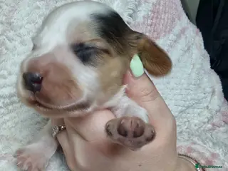 Cocker Spaniel dogs 4x show cocker spaniel puppies. - Advert 8