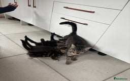 Maine Coon cats for sale: 5 amazing kittens  - Image 8