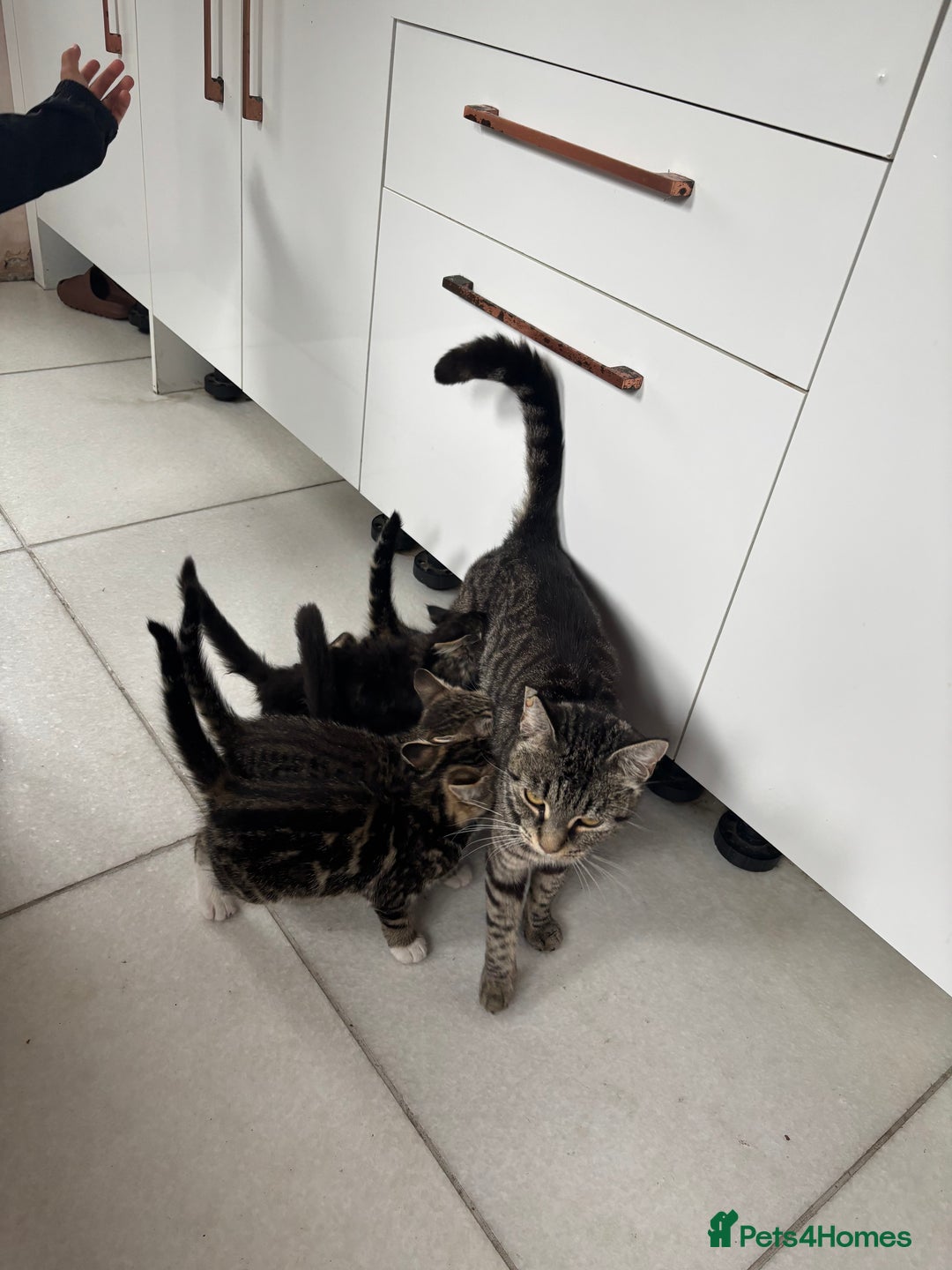Maine Coon cats for sale: 5 amazing kittens  - Image 8