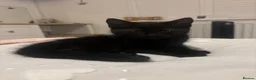 Mixed Breed cats for sale: Rescue sisters need home together 🤎🖤 - Advert 3