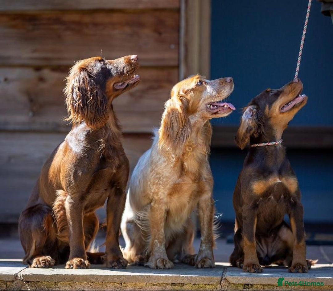 Cocker Spaniel dogs for sale: Stunning KC Working Cocker Spaniel Pups - Image 6