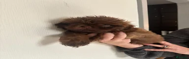Shih Tzu 2