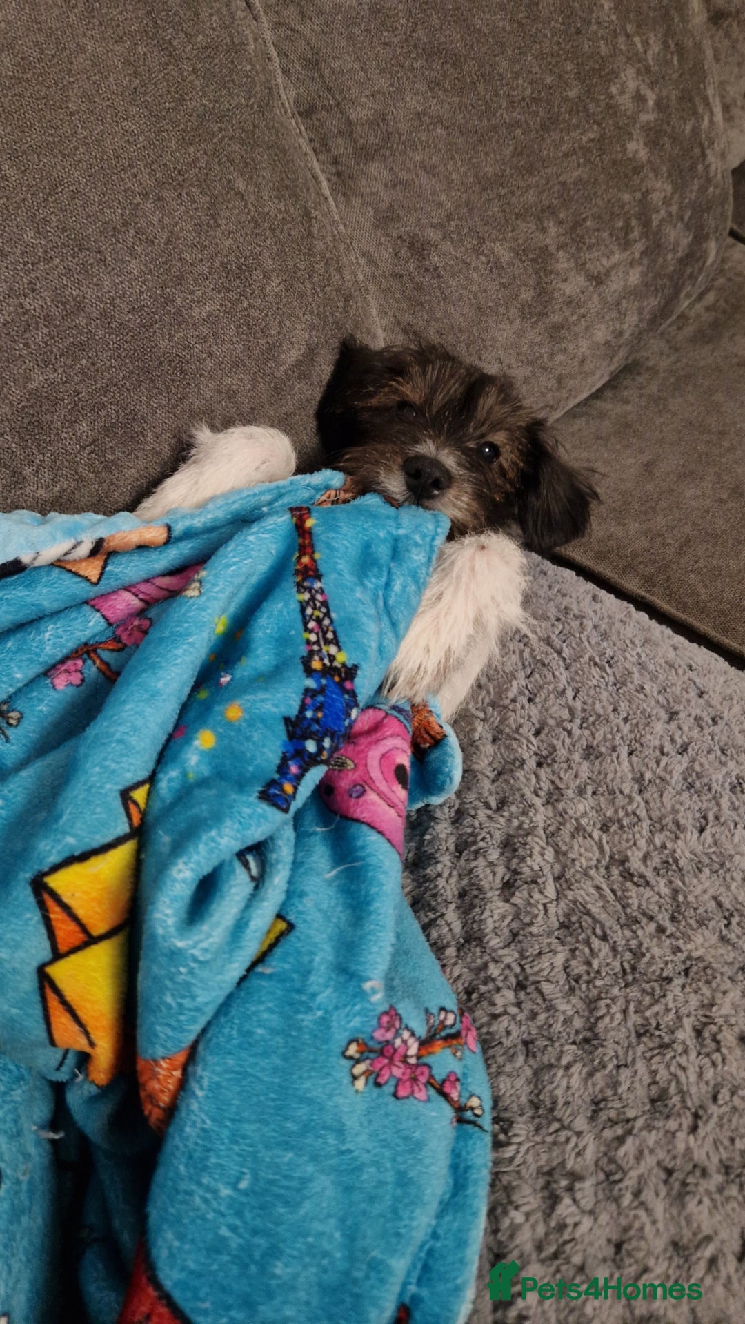 Yorkshire Terrier dogs for sale: Yorkshire terrier 2yr old  - Image 11