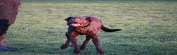 Labrador Retriever dogs for sale: Chocolate lab female  - Advert 26