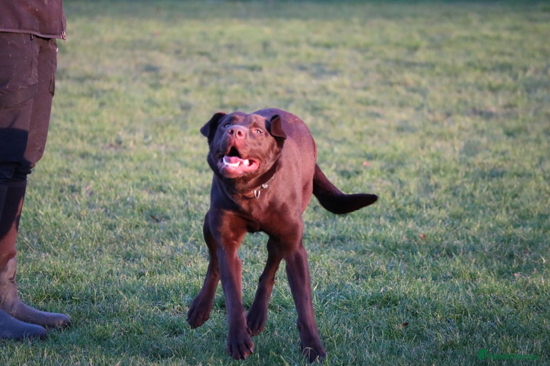 Labrador Retriever dogs for sale: Chocolate lab female  - Advert 26