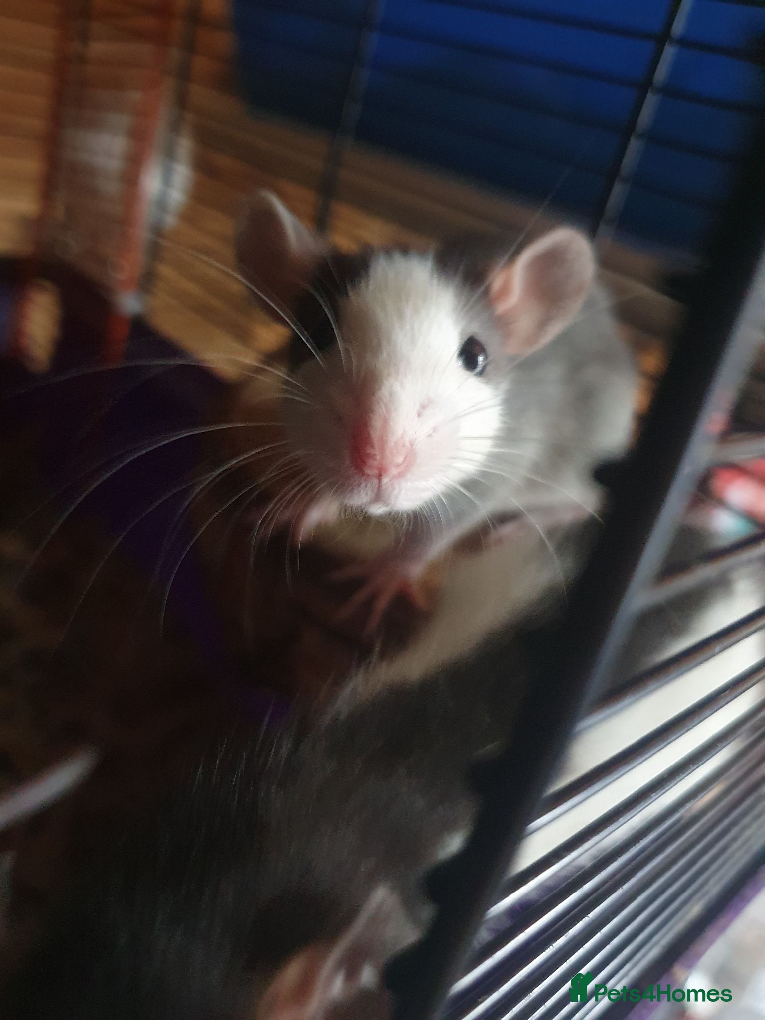 Rat rodents Beautiful babies ready NOW!  - Advert 2