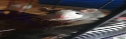 Rat rodents for sale: Beautiful babies ready NOW!  - Advert 2